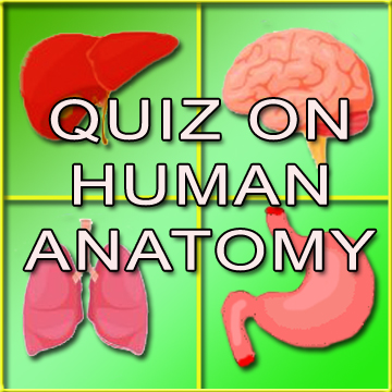 Quiz on Anatomy