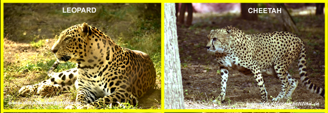 leopard and cheetah