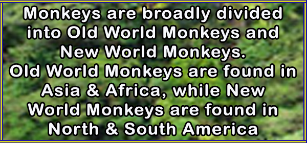 New world monkeys